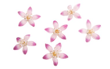 Deutzia çiçek izole 