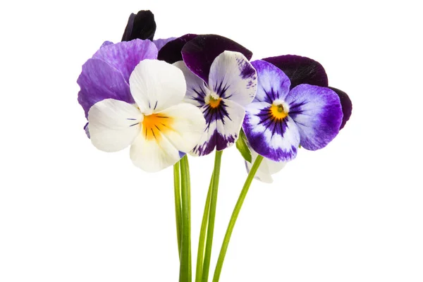 Pansy flower isolated — Stock Photo, Image