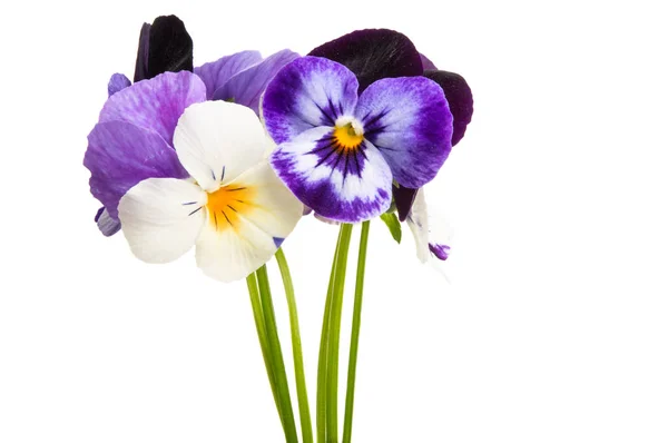 Pansy flower isolated — Stock Photo, Image