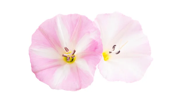 Bindweed fiore isolato — Foto Stock