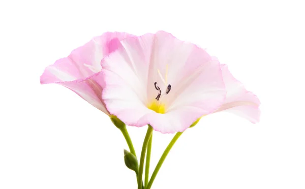Powój kwiat na białym tle — Zdjęcie stockowe