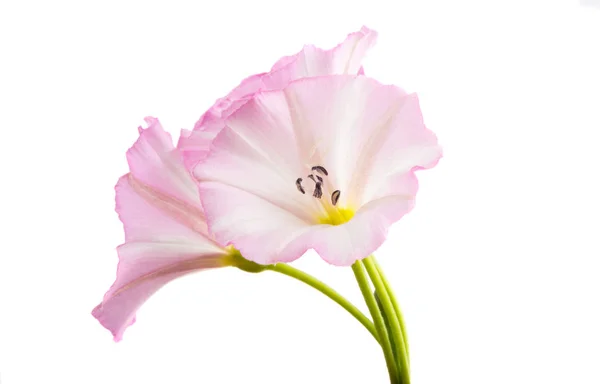 Flor de bindweed isolado — Fotografia de Stock