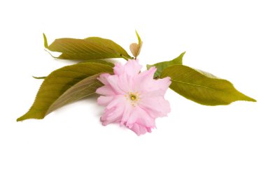 izole sakura çiçek 