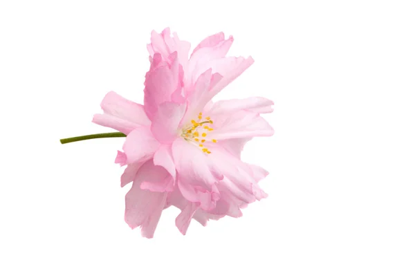 Sakura virág elszigetelt — Stock Fotó