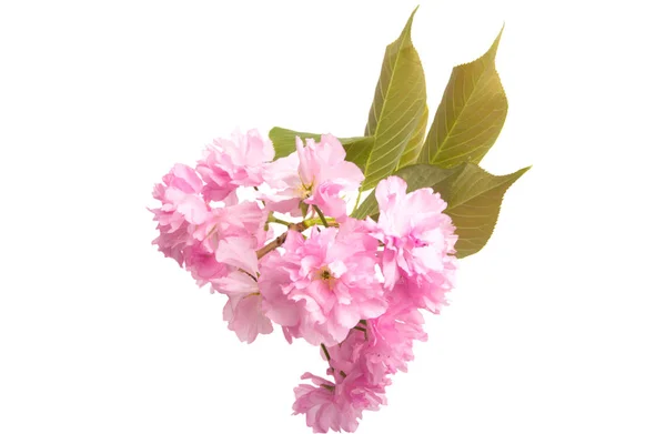 Sakura flower isolated — Stock Photo, Image