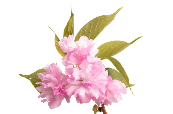 Цветок сакуры изолирован — стоковое фото