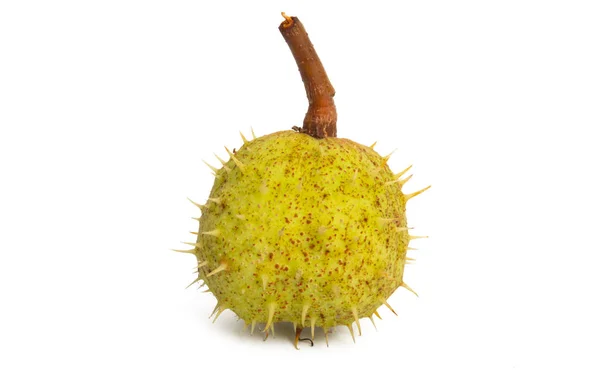 Chestnut isolated — Stock Photo, Image
