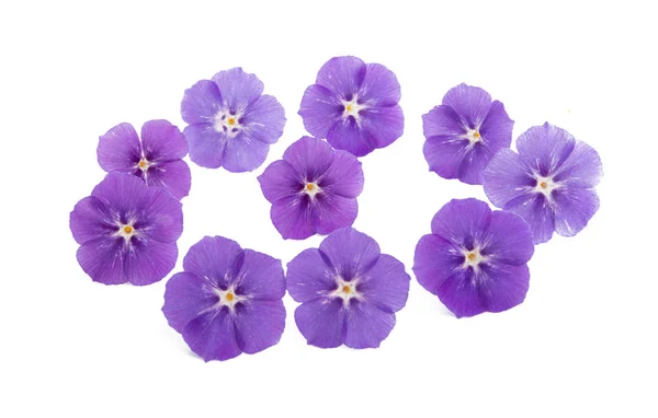 Phlox flower isolated — Stock Photo, Image