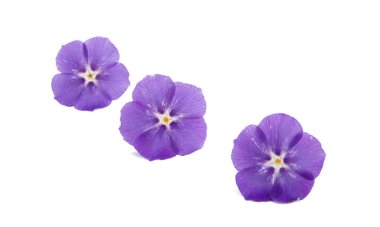 phlox çiçek izole