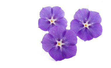 phlox çiçek izole