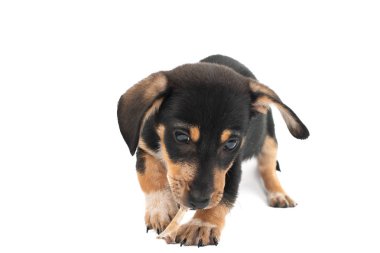 İzole daksund köpek yavrusu 