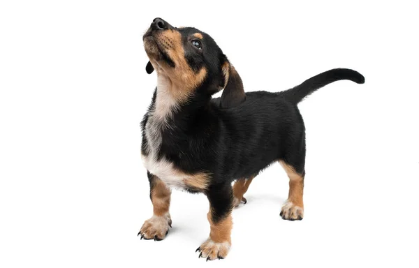 Dachshund cachorro aislado — Foto de Stock