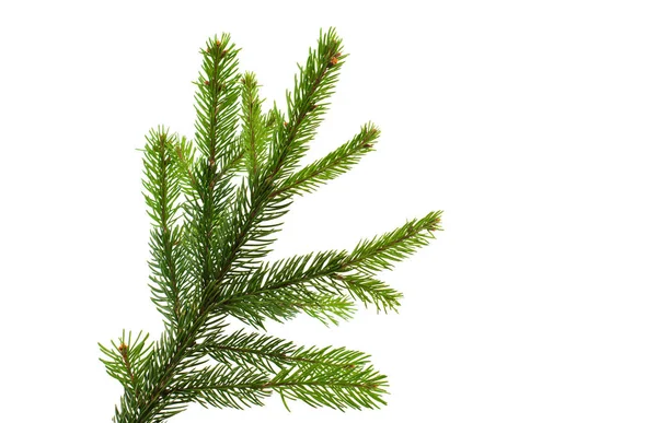 Spruce branch isolated — Stock Photo, Image