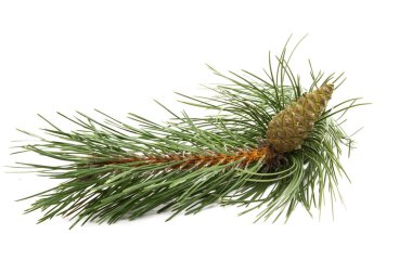 koni izole ile çam dalı 