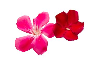 Zakkum çiçeği izole 