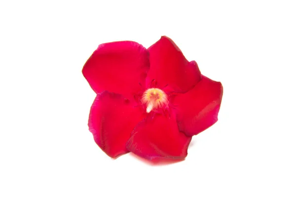 Oleander Blomma isolerade — Stockfoto