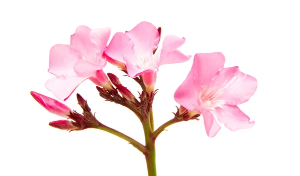 Πικροδάφνη λουλούδι απομονωμένες — Φωτογραφία Αρχείου
