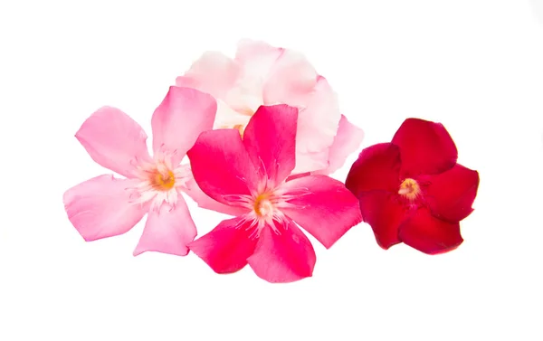 Oleandro flor isolada — Fotografia de Stock
