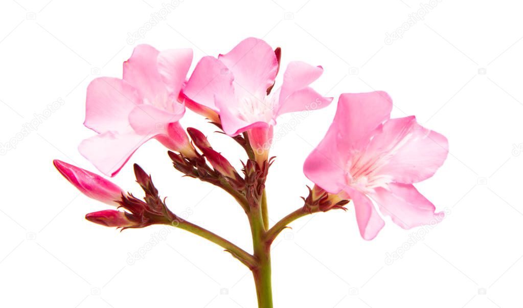 oleander flower isolated 