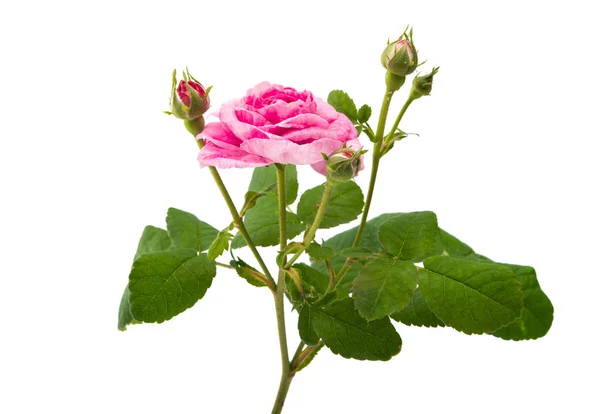 Pink rose isolated — Stock Photo, Image