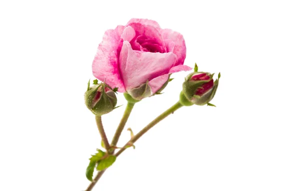 Rosa rosa aislada — Foto de Stock