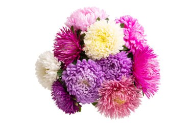 izole aster çiçekler 