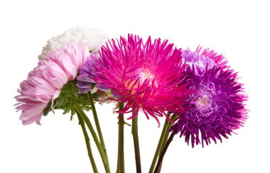 izole aster çiçekler 