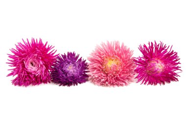 izole aster çiçekler 