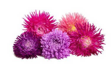 izole aster çiçekler 