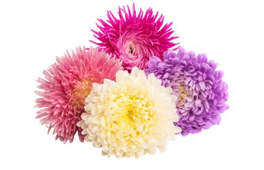 izole aster çiçekler 