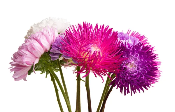 Aster flowers isolated — Stock Photo, Image