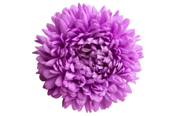 孤立的紫苑花 — 图库照片