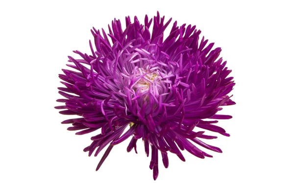 Aster flowers isolated — Stock Photo, Image