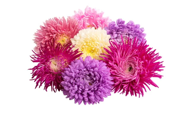 Aster flowers isolated — Stock Photo, Image