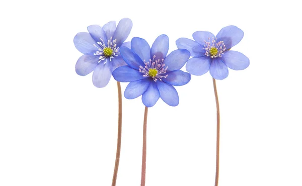 Hepatica nobilis — Zdjęcie stockowe