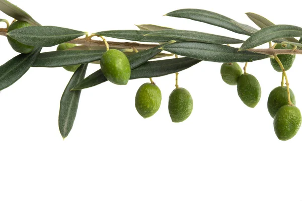 Olive branch isolated — Stock Photo, Image