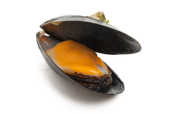 Cozze isolate — Foto Stock