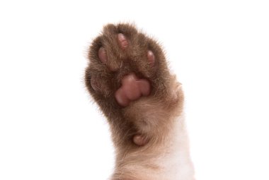 Küçük, güzel kedi yavrusu. 