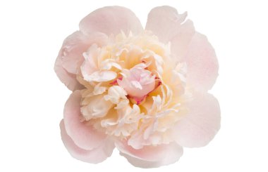 izole Şakayık çiçeği 