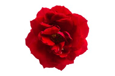kırmızı gül izole 