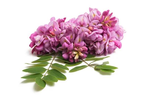Lilac acacia isolated — Stock Photo, Image