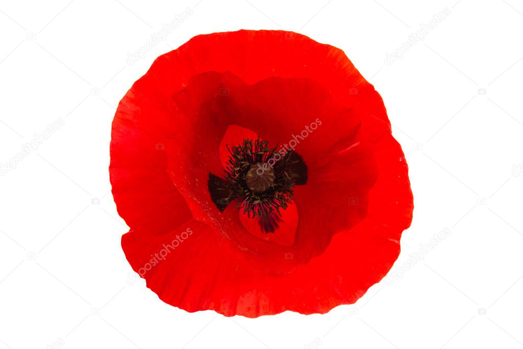 poppy flower isolated