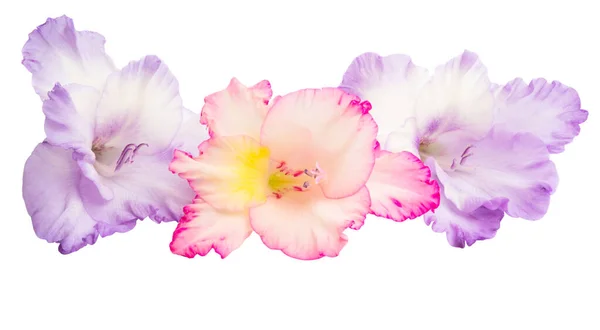 Gladiolus blomma isolerade — Stockfoto