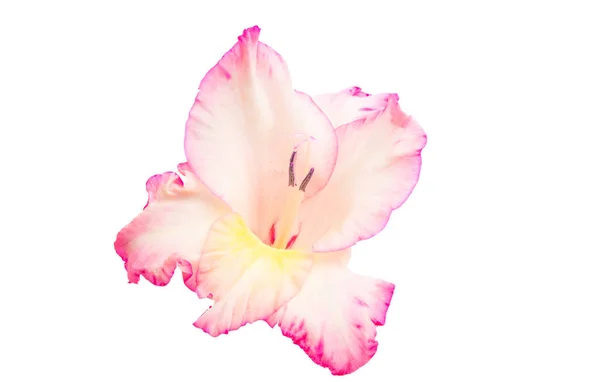 Gladiolo flor aislada — Foto de Stock