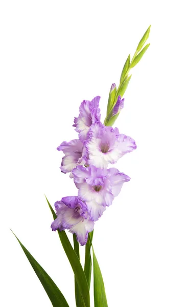 Gladiolus blomma isolerade — Stockfoto