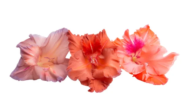 Gladiolus flower isolated — Stock Photo, Image