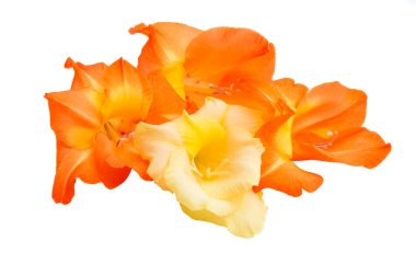 Glayöl çiçek izole 