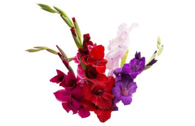 Glayöl çiçek izole 