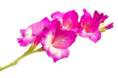 Glayöl çiçek izole 