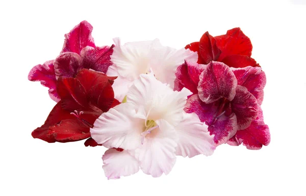 Gladiolus blomma isolerade — Stockfoto